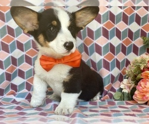 Pembroke Welsh Corgi Puppy for sale in LANCASTER, PA, USA