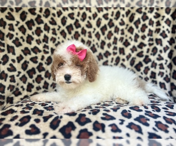 Medium Photo #4 Cock-A-Poo Puppy For Sale in LAKELAND, FL, USA