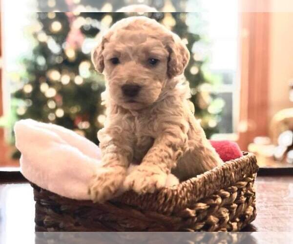 Medium Photo #8 Goldendoodle Puppy For Sale in LIMA, OH, USA