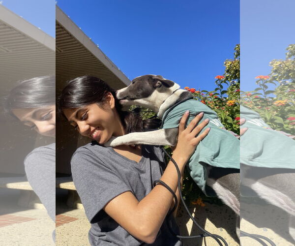 Medium Photo #8 American Pit Bull Terrier-Unknown Mix Puppy For Sale in Fresno, CA, USA