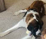 Small Photo #1 Saint Bernard Puppy For Sale in SLAYTON, MN, USA