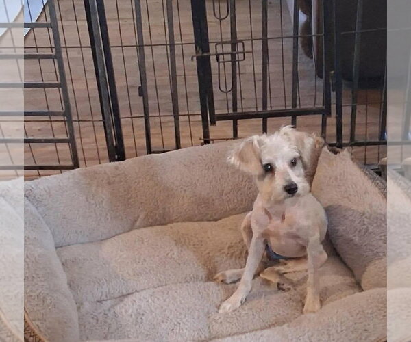 Medium Photo #5 Mutt Puppy For Sale in Grafton, WI, USA