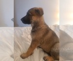 Small #2 German Shepherd Dog