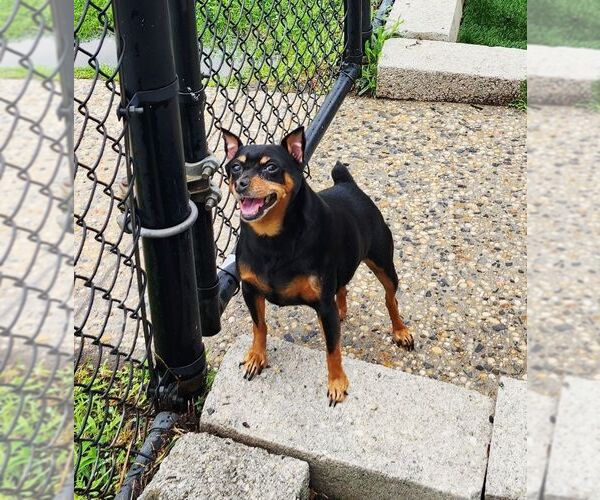 Medium Photo #3 Miniature Pinscher Puppy For Sale in Perth Amboy, NJ, USA