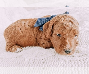 Goldendoodle (Miniature) Puppy for sale in HEMPSTEAD, TX, USA
