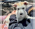 Small Australian Kelpie-Golden Retriever Mix