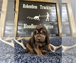 Small Photo #4 Bloodhound Puppy For Sale in BROOKFIELD, MO, USA