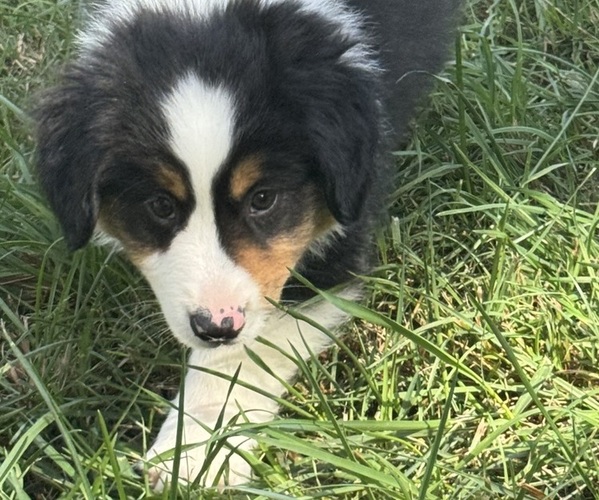 Medium Photo #11 Miniature American Shepherd Puppy For Sale in NOLENSVILLE, TN, USA