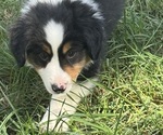 Small #10 Miniature American Shepherd