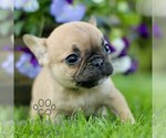 Small #3 French Bulldog