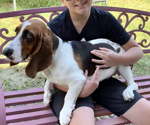 Medium Photo #2 Basset Hound Puppy For Sale in Deepwater, NJ, USA