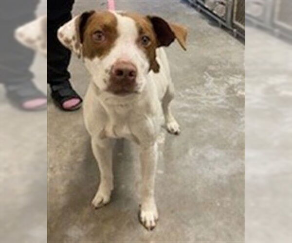 Medium Photo #1 Mutt Puppy For Sale in St. Cloud, FL, USA