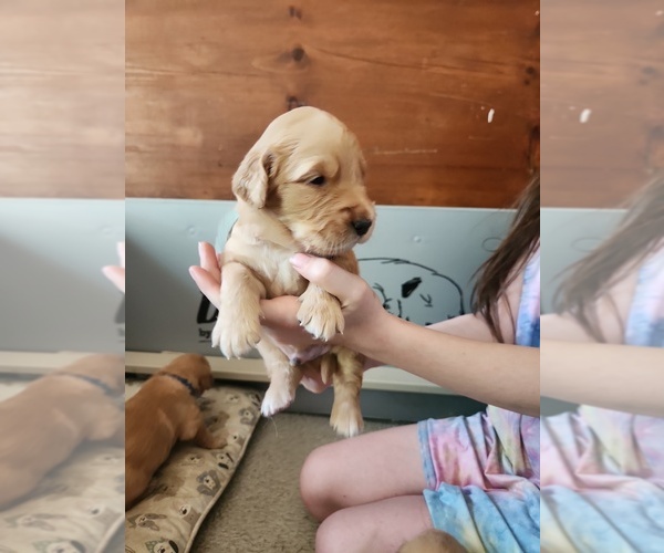 Medium Photo #3 Golden Retriever Puppy For Sale in RINDGE, NH, USA