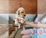 Small Photo #3 Golden Retriever Puppy For Sale in RINDGE, NH, USA