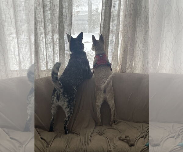 Medium Photo #7 Mutt Puppy For Sale in Garden City, NY, USA