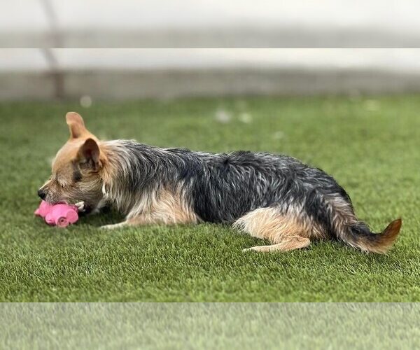 Medium Photo #7 Mutt Puppy For Sale in La Verne, CA, USA