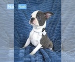 Small #1 Boston Terrier
