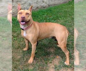 American Pit Bull Terrier Dogs for adoption in Akron, OH, USA