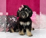 Small Photo #1 Miniature Bernedoodle Puppy For Sale in BULLARD, TX, USA