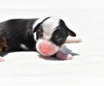 Small #2 Miniature Australian Shepherd