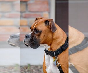 Tyson - ADOPTION PENDING!! - Male Boxer Dog for Adoption - Photo #8