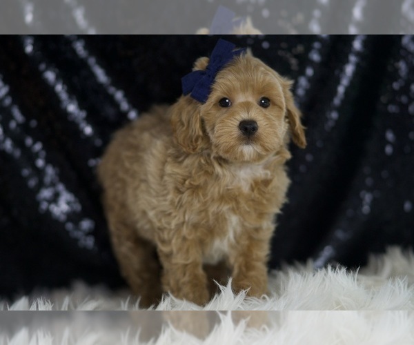 Medium Photo #4 Maltipoo (Miniature) Puppy For Sale in WARSAW, IN, USA