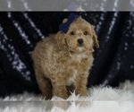 Small Photo #94 Maltipoo (Miniature) Puppy For Sale in WARSAW, IN, USA