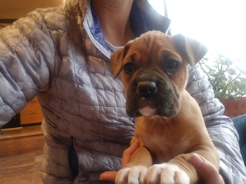 Medium Photo #1 Boxer Puppy For Sale in GLENWOOD, IN, USA