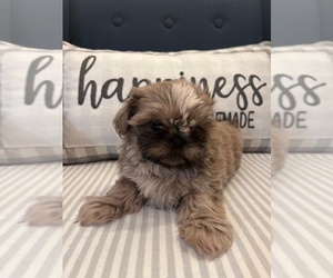 Shih Tzu Litter for sale in VINTON, VA, USA