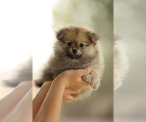 Pomeranian Puppy for sale in JACKSONVILLE, FL, USA