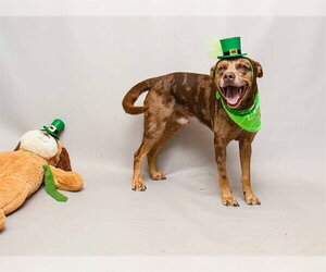 Mutt Dogs for adoption in Sanford, FL, USA