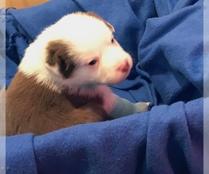 Australian Shepherd Puppy for sale in VERMONTVILLE, MI, USA