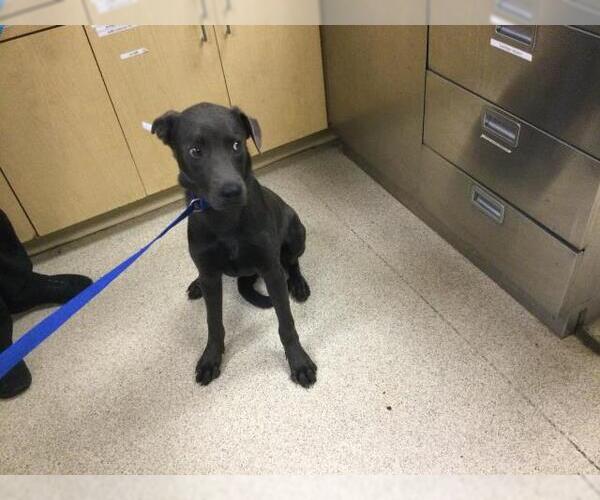Medium Photo #1 Labrador Retriever Puppy For Sale in Riverside, CA, USA
