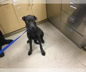 Labrador Retriever Dogs for adoption in Riverside, CA, USA