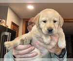 Small #1 Labrador Retriever
