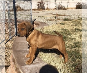 Rhodesian Ridgeback Puppy for sale in ALBUQUERQUE, NM, USA