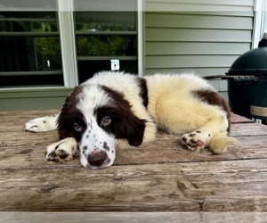 Newfoundland Puppy for sale in ROCKVILLE, IN, USA