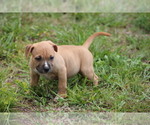 Small Photo #16 American Pit Bull Terrier Puppy For Sale in NAPLES, FL, USA