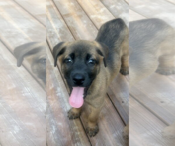Medium Photo #2 Black Mouth Cur-Labrador Retriever Mix Puppy For Sale in Hillsboro, MO, USA