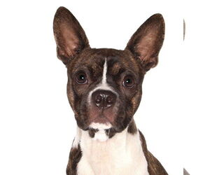 Chihuahua Dogs for adoption in Oakland Park, FL, USA