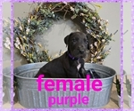 Puppy Purple Collar Great Dane