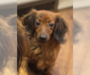 Dachshund Dogs for adoption in Sioux Falls, SD, USA