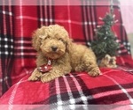 Small Photo #4 Cock-A-Poo Puppy For Sale in LAKELAND, FL, USA