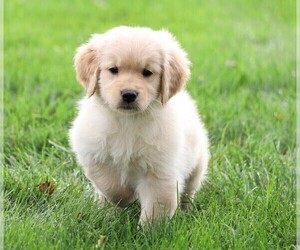 Golden Retriever Puppy for sale in FREDERICKSBG, OH, USA