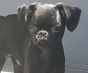 Brussels Griffon Puppy for sale in TEMPE, AZ, USA