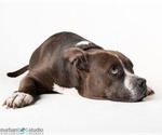 Small #2 American Pit Bull Terrier Mix