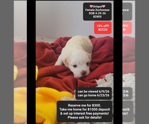 Havanese-Zuchon Mix Puppy for sale in TUCSON, AZ, USA