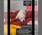 Image preview for Ad Listing. Nickname: Unique