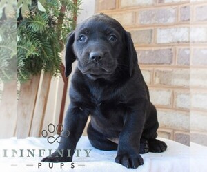 Labrador Retriever Puppy for sale in JONESTOWN, PA, USA
