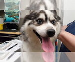Small Pomsky